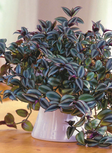 Зеленая скромница