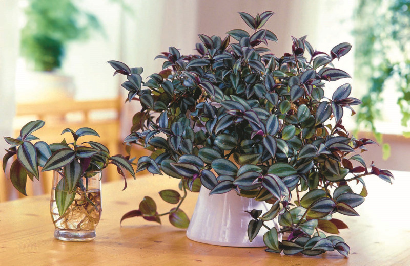 Зеленая скромница