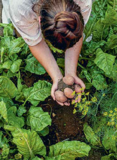 Картошинг и иные способы заработать на миллениалах