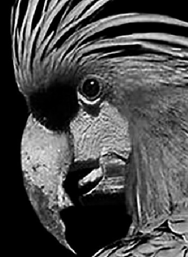 Черный какаду