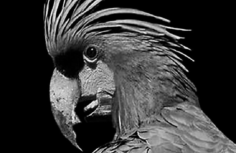 Черный какаду