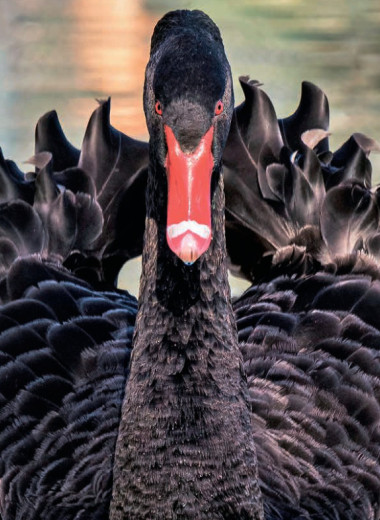 «Черные лебеди-2026»