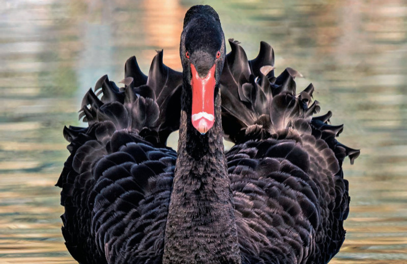 «Черные лебеди-2026»