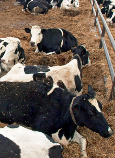 Некоторые «баги» нацпроектов