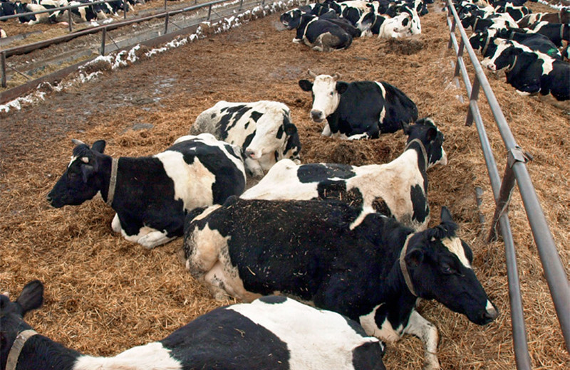 Некоторые «баги» нацпроектов