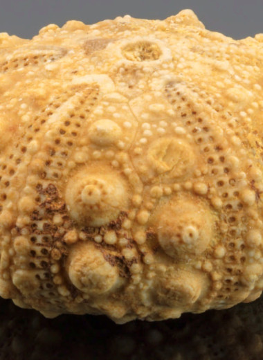 Когда окаменелости были богами