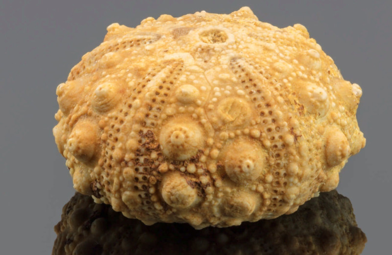 Когда окаменелости были богами