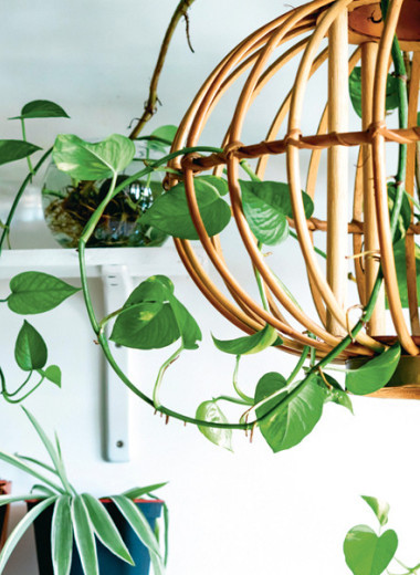 Сад в квартире