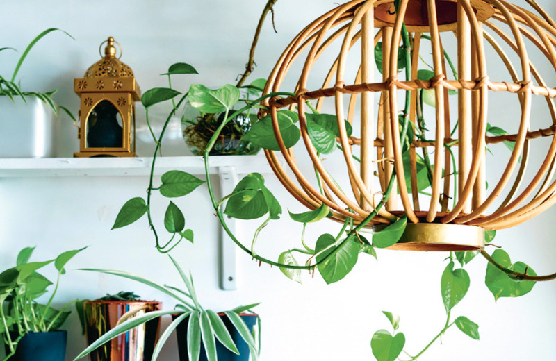 Сад в квартире