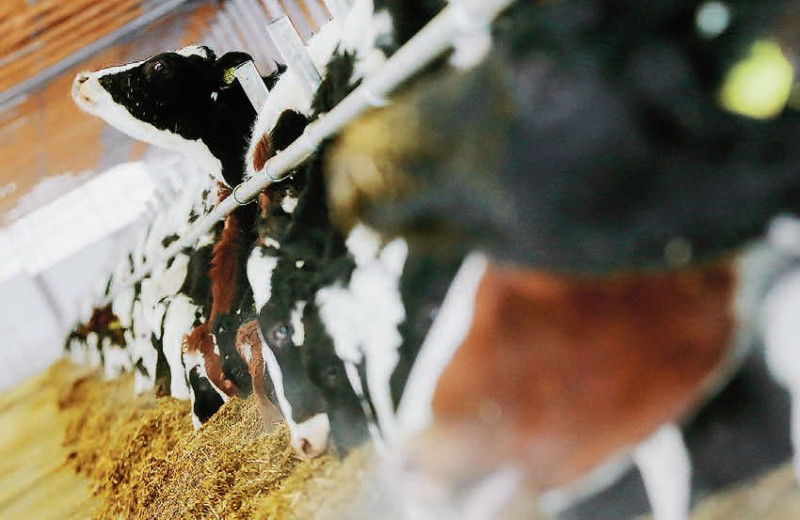 Молоко течет на экспорт