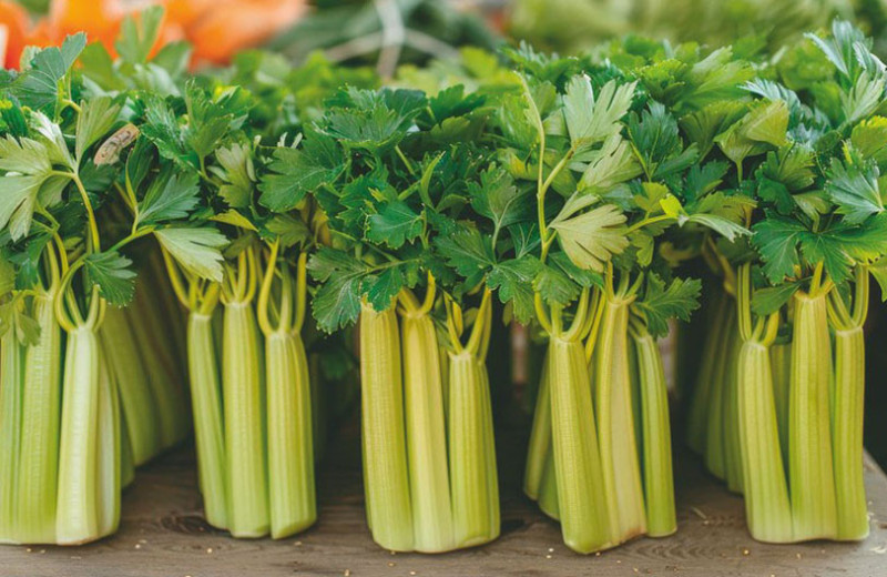 Сельдерей