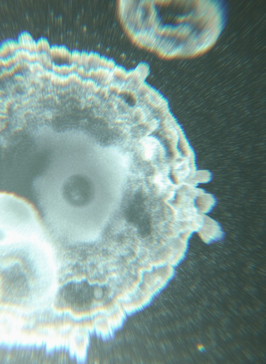 На клеточном уровне