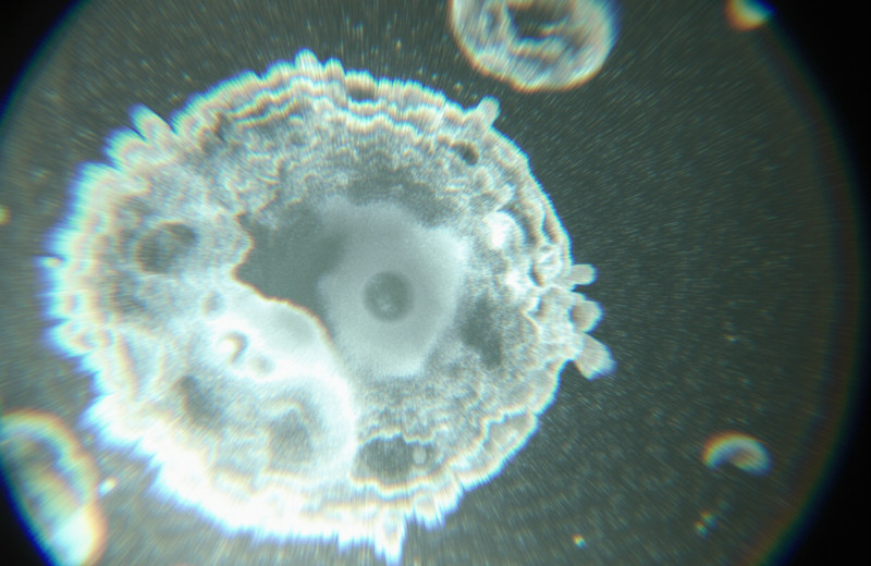 На клеточном уровне