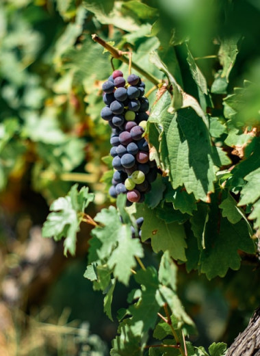 Виноградари и виноделы