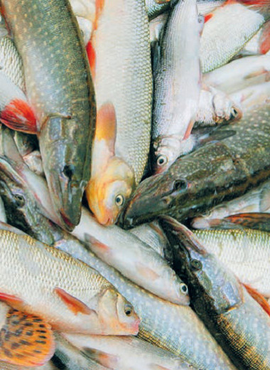 Россия накормит Китай