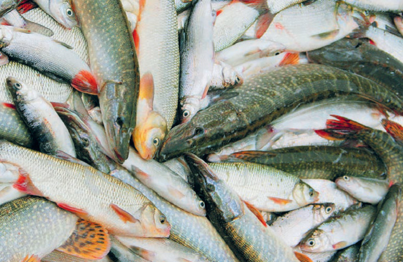 Россия накормит Китай