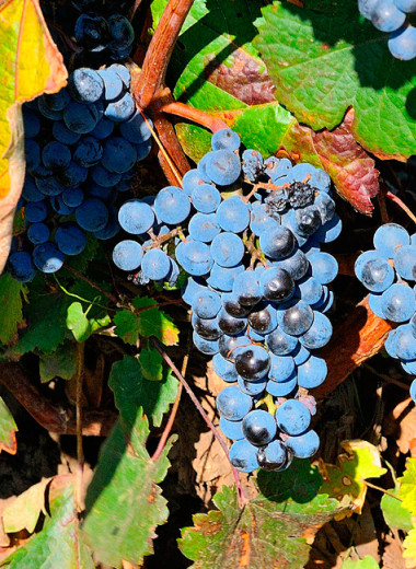 Автохтонные вина Дона — это по любви