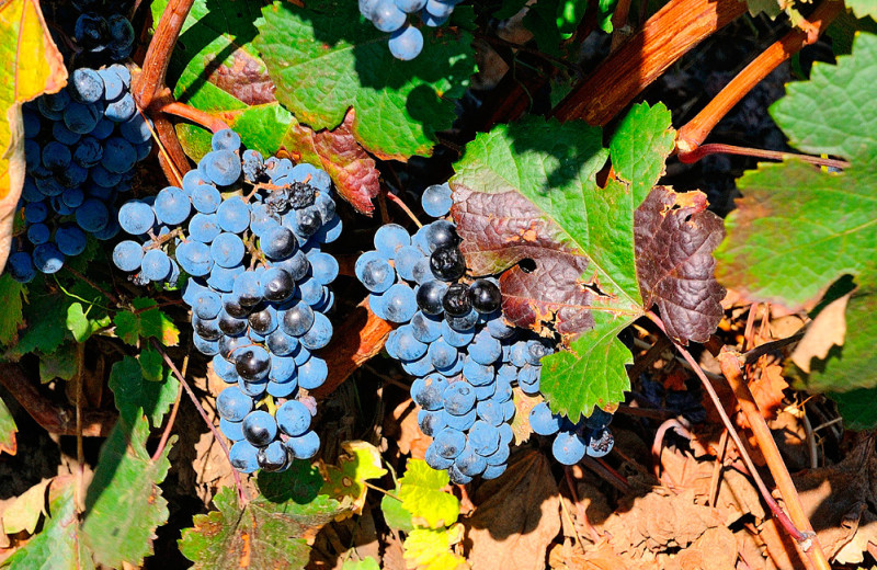 Автохтонные вина Дона — это по любви