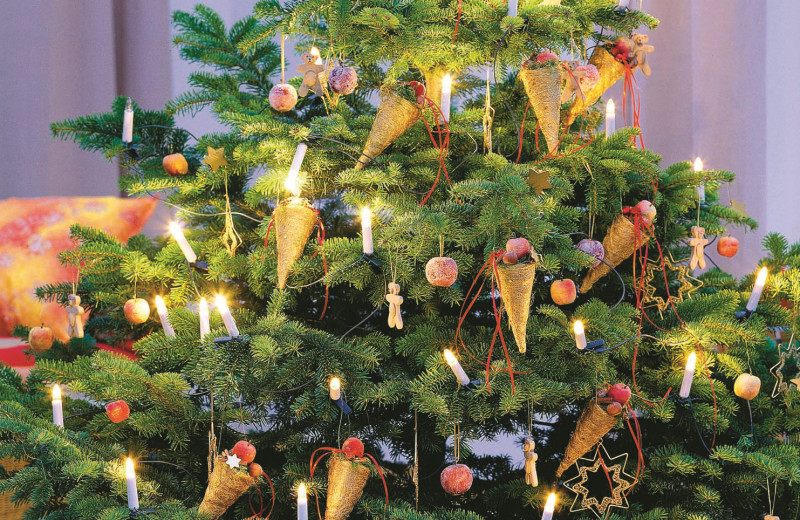 Лесная гостья