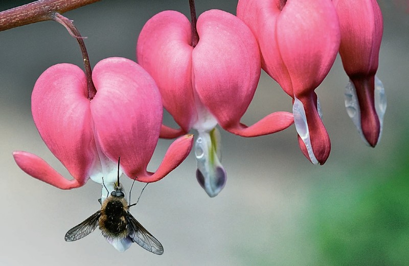 Цветы и пчёлы
