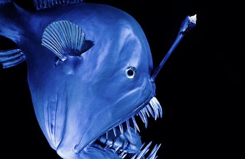 Чертова дюжина: 12 океанских монстров