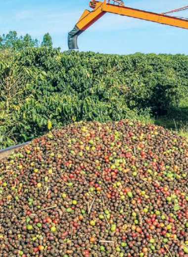 Рациональное зерно