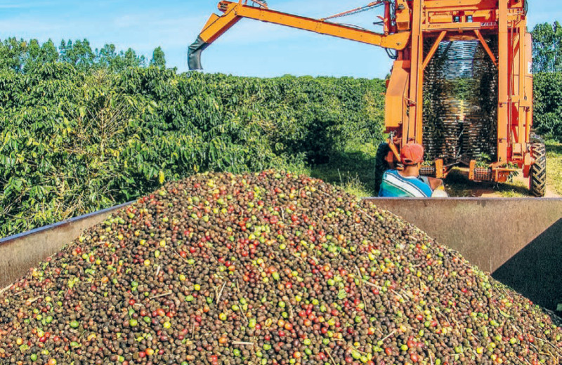 Рациональное зерно