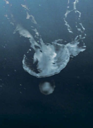 Дали воду