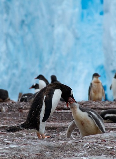Пингвины, белые медведи и северные олени: почему холодолюбивые животные не вымирают от потепления?