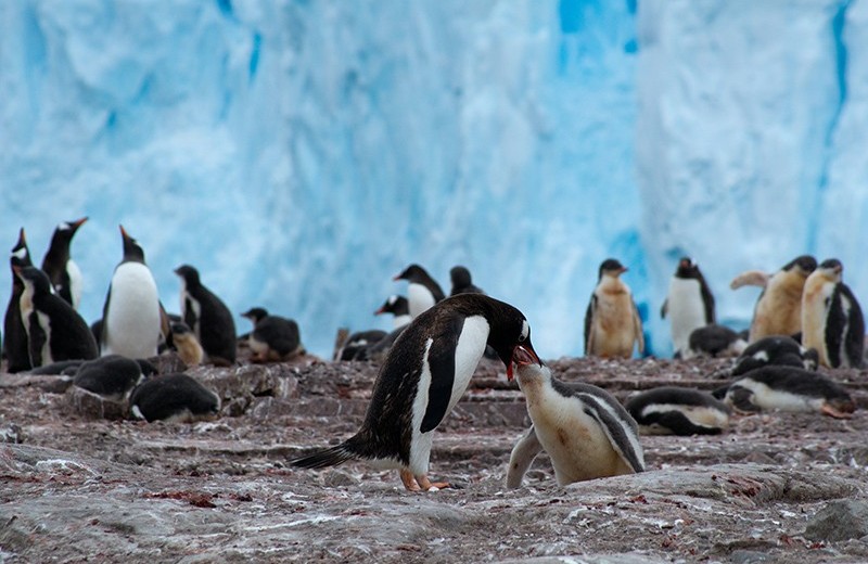 Пингвины, белые медведи и северные олени: почему холодолюбивые животные не вымирают от потепления?