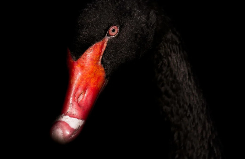 «Черные лебеди»–2024