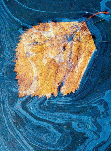 Проворный эконом