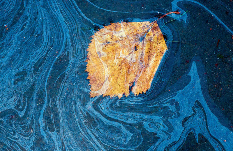 Проворный эконом