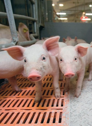 Спасение свиноводов в руках генетиков