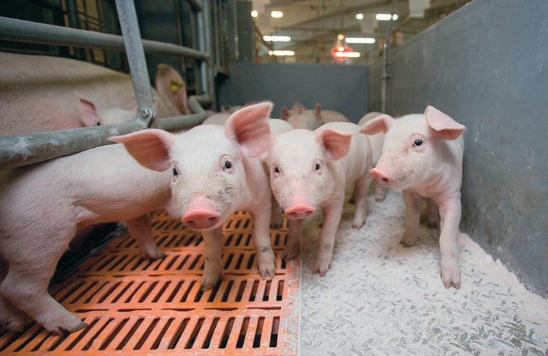 Спасение свиноводов в руках генетиков