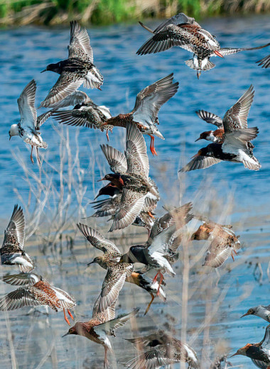 Они прекрасны, они летают!
