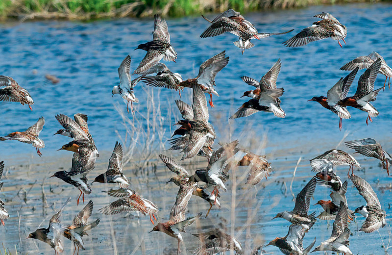 Они прекрасны, они летают!