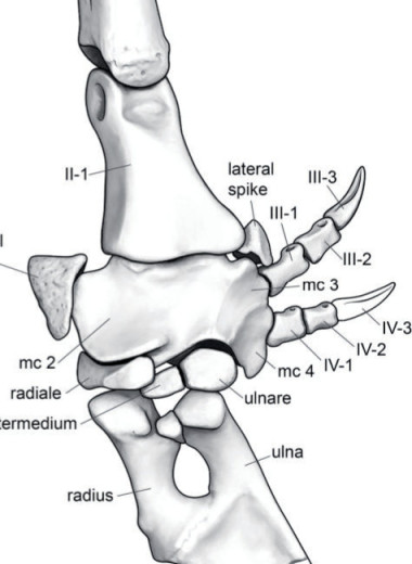 Манипулоникс — маленький и ловкий похититель динозавровых яиц