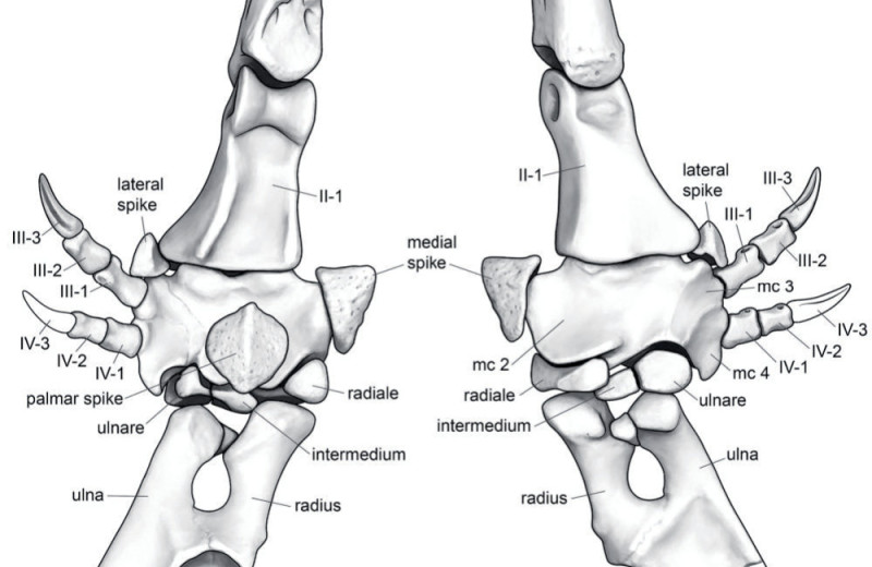 Манипулоникс — маленький и ловкий похититель динозавровых яиц