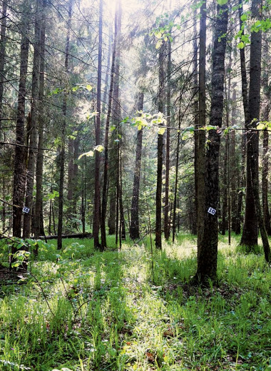 Господство хищников в почве нарушенных лесов