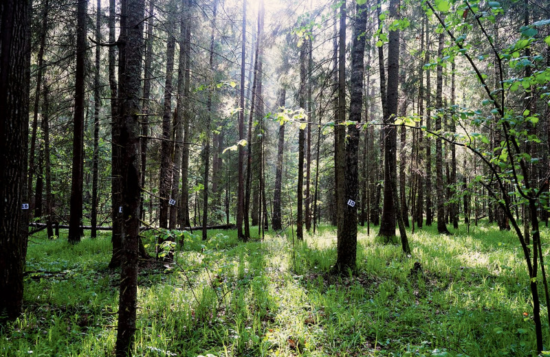 Господство хищников в почве нарушенных лесов