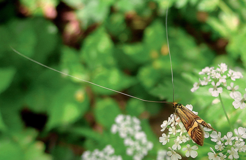 О пользе альтернативы