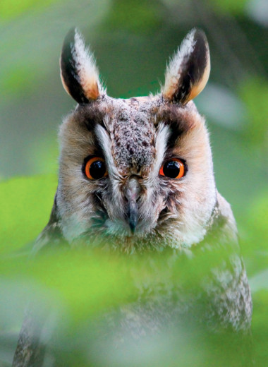 Ещё раз про фотоохоту