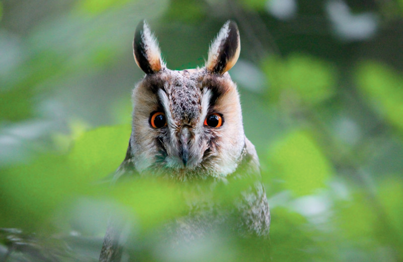 Ещё раз про фотоохоту