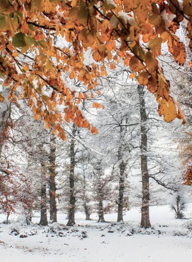 Железный реликт