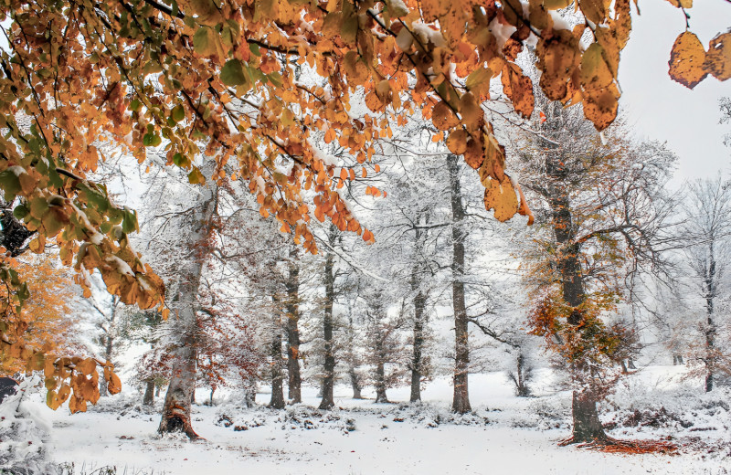 Железный реликт
