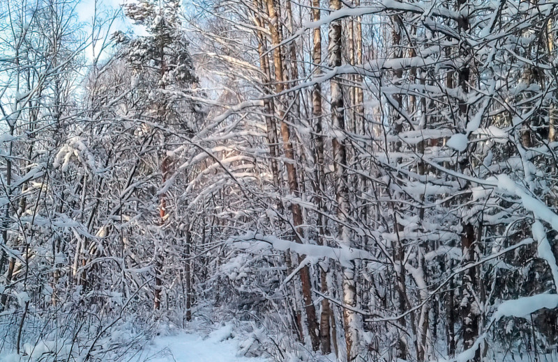 Ботанические прогулки зимой