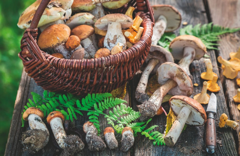 Грибы
