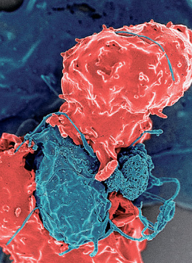 Иммунные регуляторы против иммунного брака