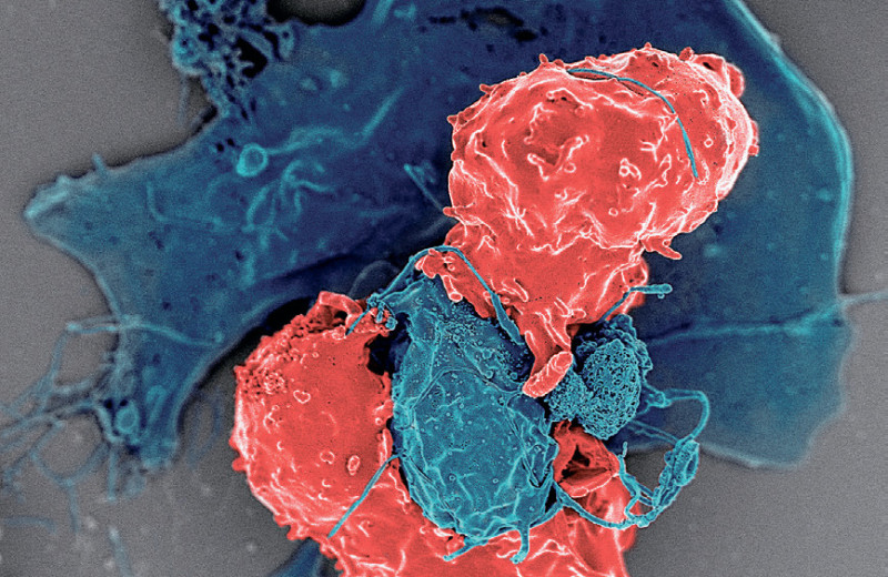 Иммунные регуляторы против иммунного брака